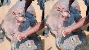 Hippopotamus captured after causing panic in Adamawa communities