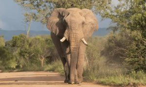 Panic as rampaging elephant k!lls farmer in Ogun community