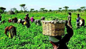 Agricbusiness in Nigeria