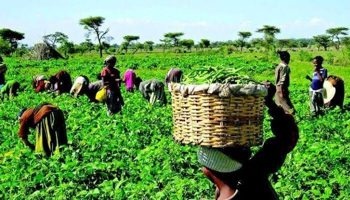 Agricbusiness in Nigeria