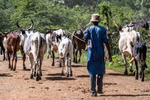 Miyetti Allah seeks dialogue with Oyo Govt over alleged arbitrary arrests